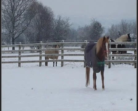 Pretty pony walking towards camera in snow. Stock Footage 1000152