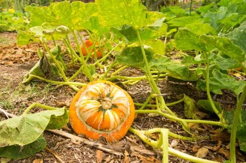 Pretty Pumpkin Stock Photos