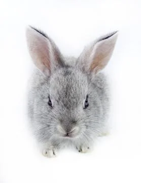 Pretty rabbit Stock Photos