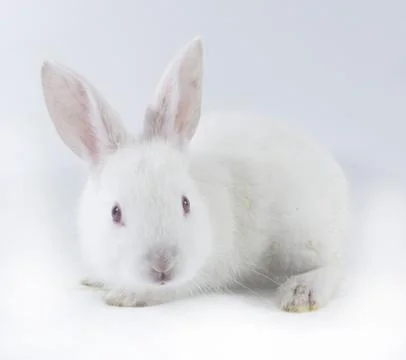 Pretty rabbit Stock Photos