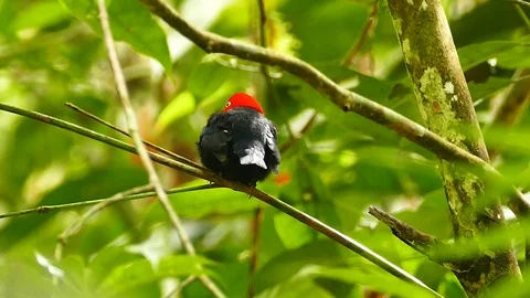 Pretty red capped manakin central america bird in the sun Stock Footage 123554792