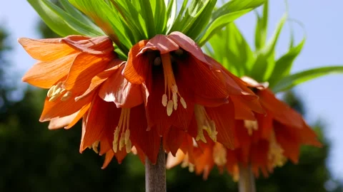 Pretty red flower moves in the wind, spring plants in nature sun 4K Stock Footage 185388660