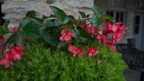 Pretty Red Flowers Stock Footage 223540802