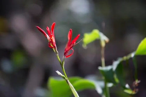 Pretty Red Flowers Stock-Fotos