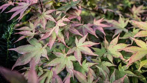 Pretty red leaves on a tree Foto stock
