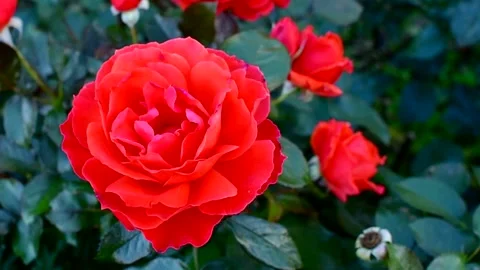 Pretty red rose flower close up. Stock Footage 170241947