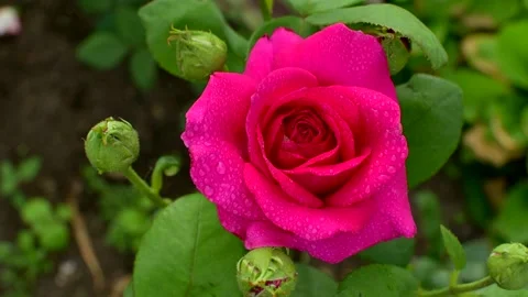 Pretty red rose flower with dewdrops close up. Beautiful flower background Stock Footage 160434027