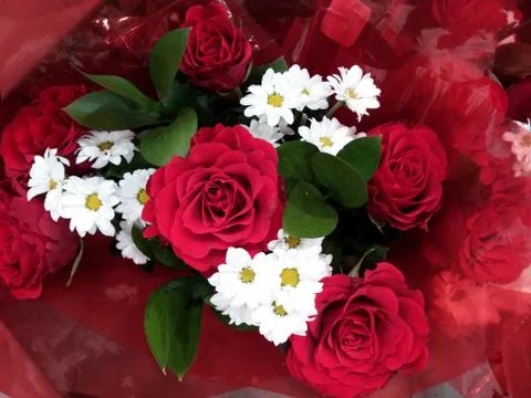 Pretty red rose Fotos Stock