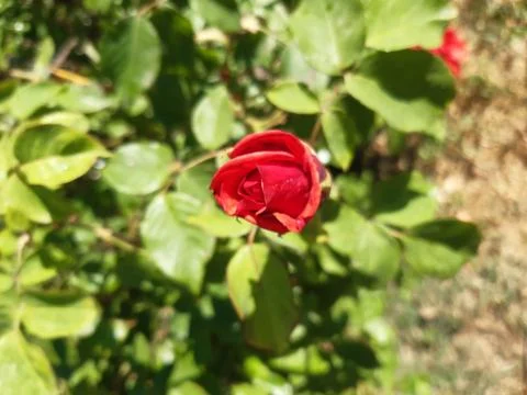 Pretty Red Rose Stock Photos