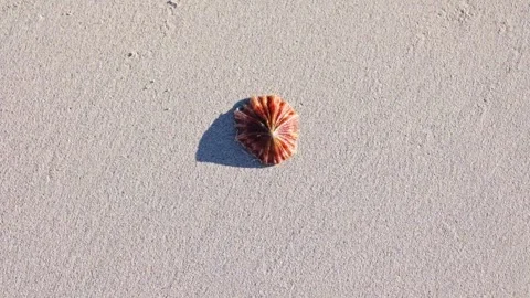 A pretty red shell on the beach Stock Footage 333773813