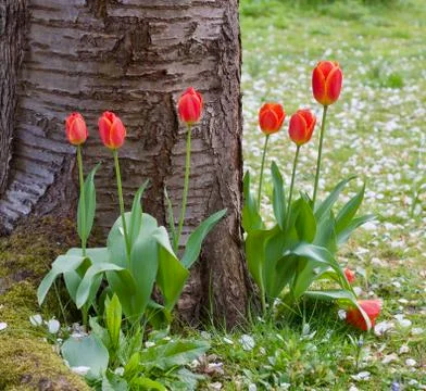 Pretty red tulips at base of tree - nice spring scene - image Stock Photos