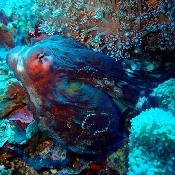 Pretty reef octopus Stock Photos