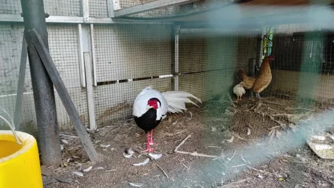 A pretty ring necked pheasant inside the cage Stock Footage 264953175
