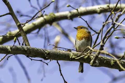 A pretty robin Foto stock