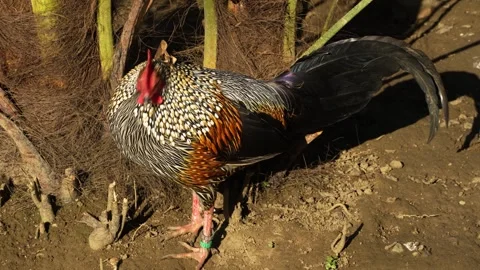 A pretty rooste Stock Footage 267603887