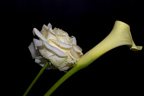Pretty rose with calla Stock Photos