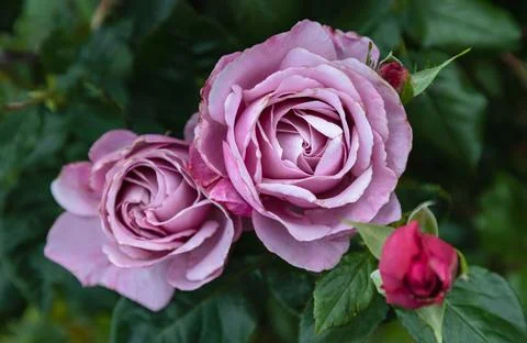 Pretty Rose Flowers Silver Shadow on green leaves background. Stock Photos