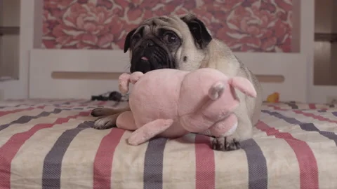 Pretty sad pug dog does not want to play  with a toy lying on the bed Stock Footage 96223306