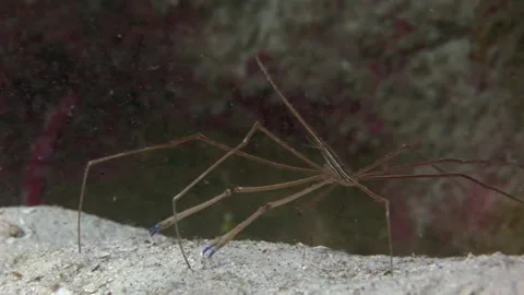 Pretty sea spider close-up on sandy bottom underwater. Stock Footage 235606943