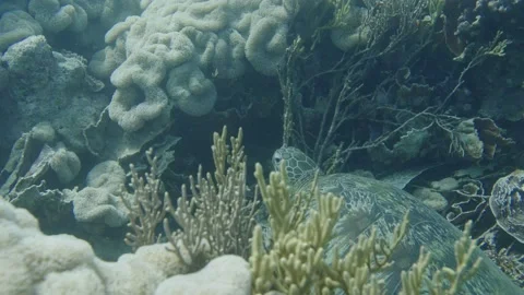 Pretty Sea Turtle resting underwater between coral plants on the ground of Stock Footage 226958149