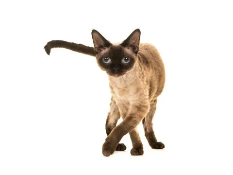 Pretty seal point devon rex cat with blue eyes walking to the camera and look Stock Photos
