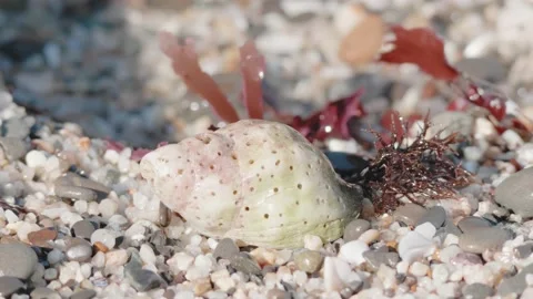Pretty Seashell in the Sand Gets Washed Away by the Tide, Moss Beach, CA Stock Footage 167739293