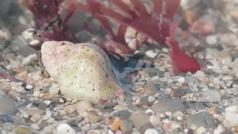 Pretty Seashell, Seaweed and Sand under Shallow Water, Moss Beach, CA Stock Footage 167739486