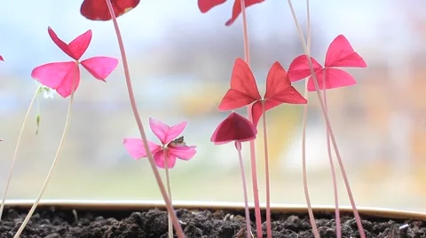 Pretty shaking flowers Stock Footage 45383214