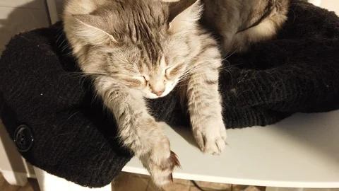 Pretty silver cat sleeping on a pillow outdoor, siberian breed Vídeo Stock 122274128