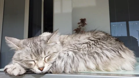 Pretty silver cat sleeping at the sun Vídeo Stock 125913879