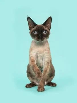 Pretty sitting seal point devon rex cat with blue eyes looking straight into  Stock Photos