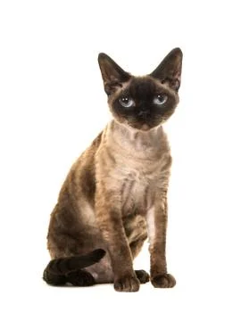 Pretty sitting seal point devon rex cat with blue eyes looking straight into  Foto stock