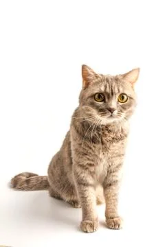 Pretty sitting silver tabby british shorthair cat isolated on a white backgro Stock Photos