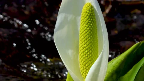 Up of pretty skunk cabbage blooming in the babbling Stock Footage 145337614