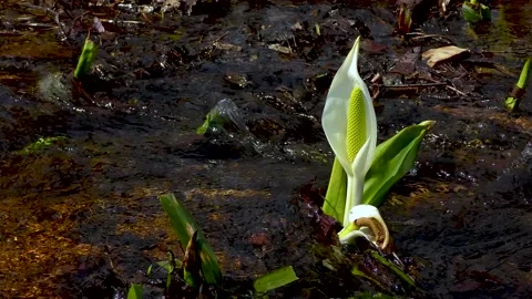 A pretty skunk cabbage that blooms in the babbling Stock Footage 145337617