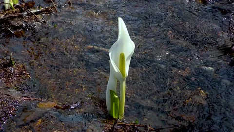 A pretty skunk cabbage that blooms in the babbling Stock Footage 145337623