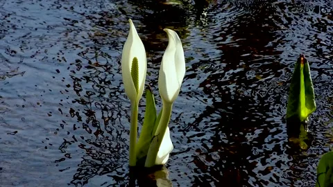 A pretty skunk cabbage that blooms in the babbling Stock Footage 145384660