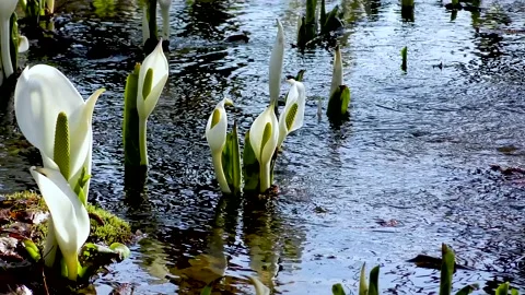 A pretty skunk cabbage that blooms in the babbling Stock Footage 145384679