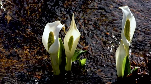 A pretty skunk cabbage that blooms in the babbling Stock Footage 145384682