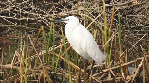A pretty, slender white egret or Egretta garzetta fishing for small fish and Stock Footage 234622384