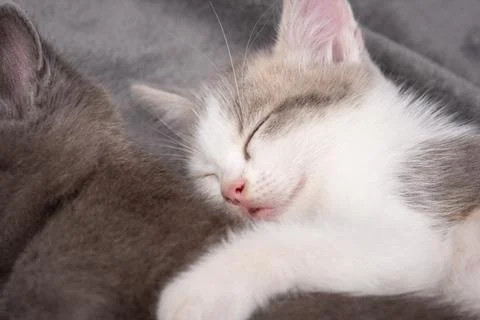 Pretty small cats together Stock Photos