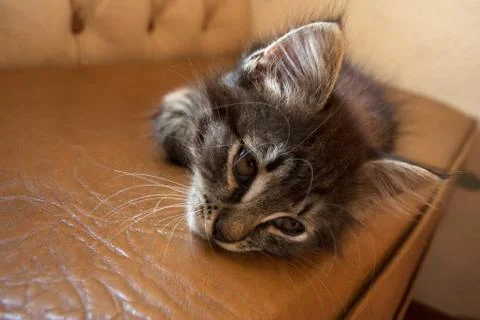 Pretty small kitten Stock Photos