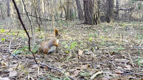 Pretty small rodent squirrel searching nuts at summer forest. Wild fluffy questi Stock Footage 342436825