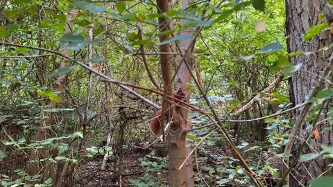 Pretty small sciurus sitting at tree gnawing nut at summer forest. Wild fluff Stock Photos