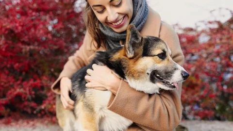 Dog Knotting Girl Stock Video Footage Royalty Free Dog Knotting Girl