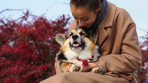 Dog Knotting Girl Stock Video Footage Royalty Free Dog Knotting Girl