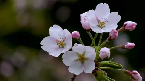 Pretty spring cherry blossoms close-up Stock Footage 145399826