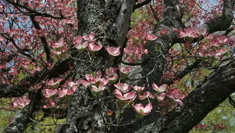 Pretty spring Stock Footage 11019757