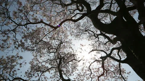 Pretty spring Stock Footage 22769248