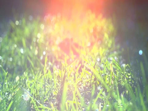 Pretty spring grass with natural lens flare Stock-Footage 72494764